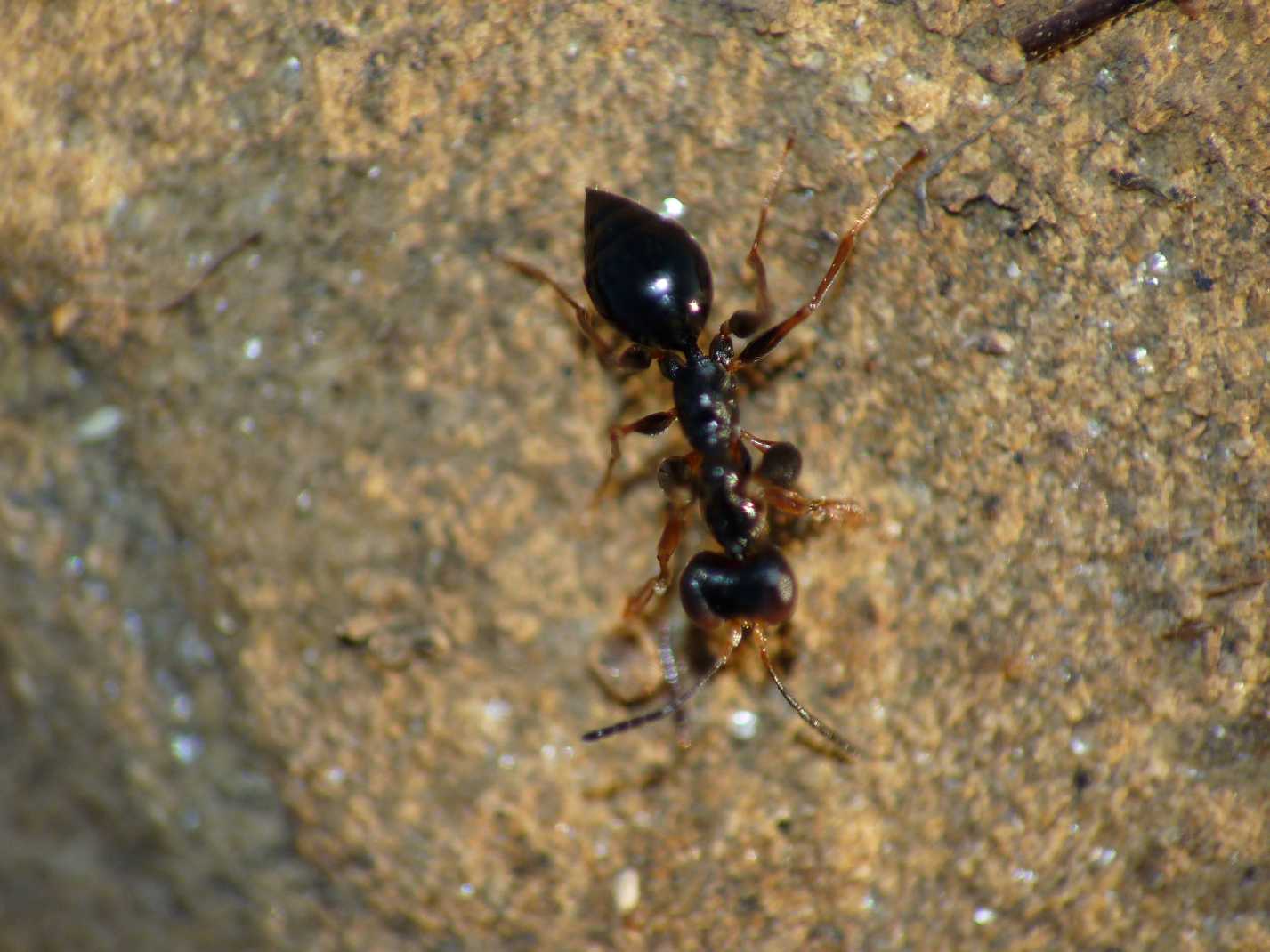 Insettino veramente strano Gonatopus cfr clavipes(Dryinidae)